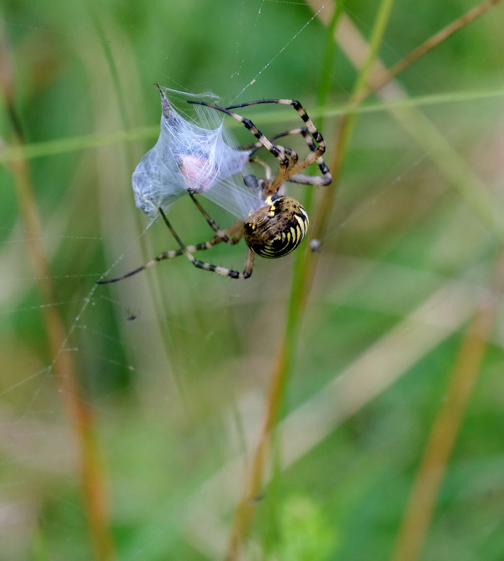 Argiope qui emmaillotte - Photographie Catherine Régnier le 18 aout 2021