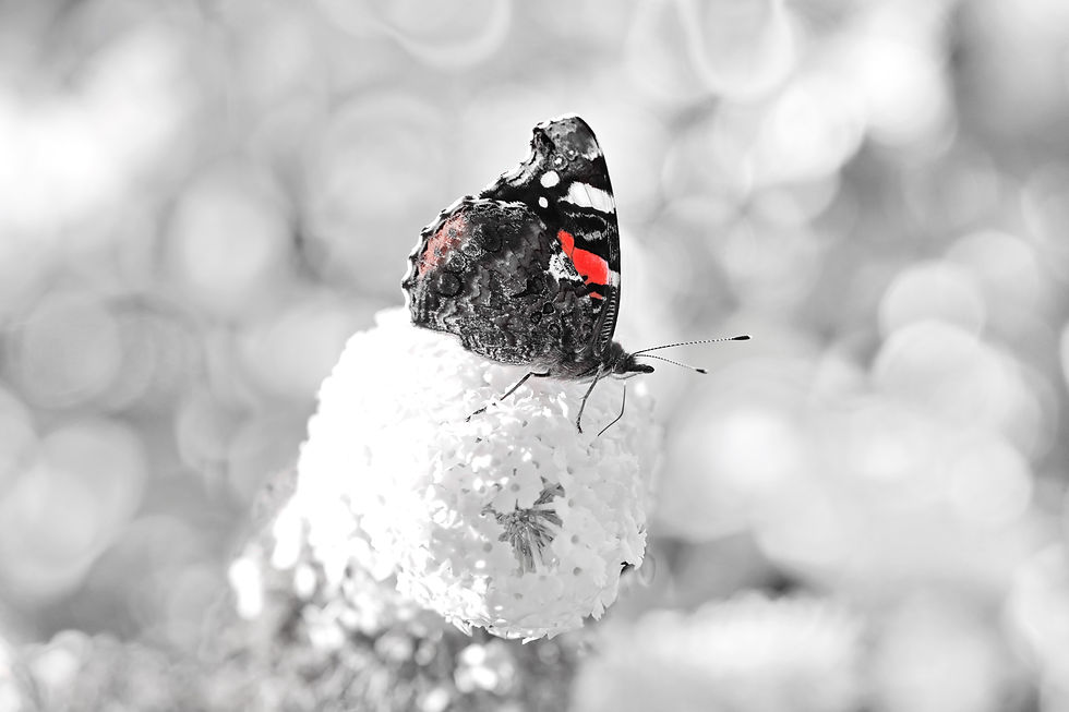 Papillons - Photographie Catherine Régnier le 25 aout 2021