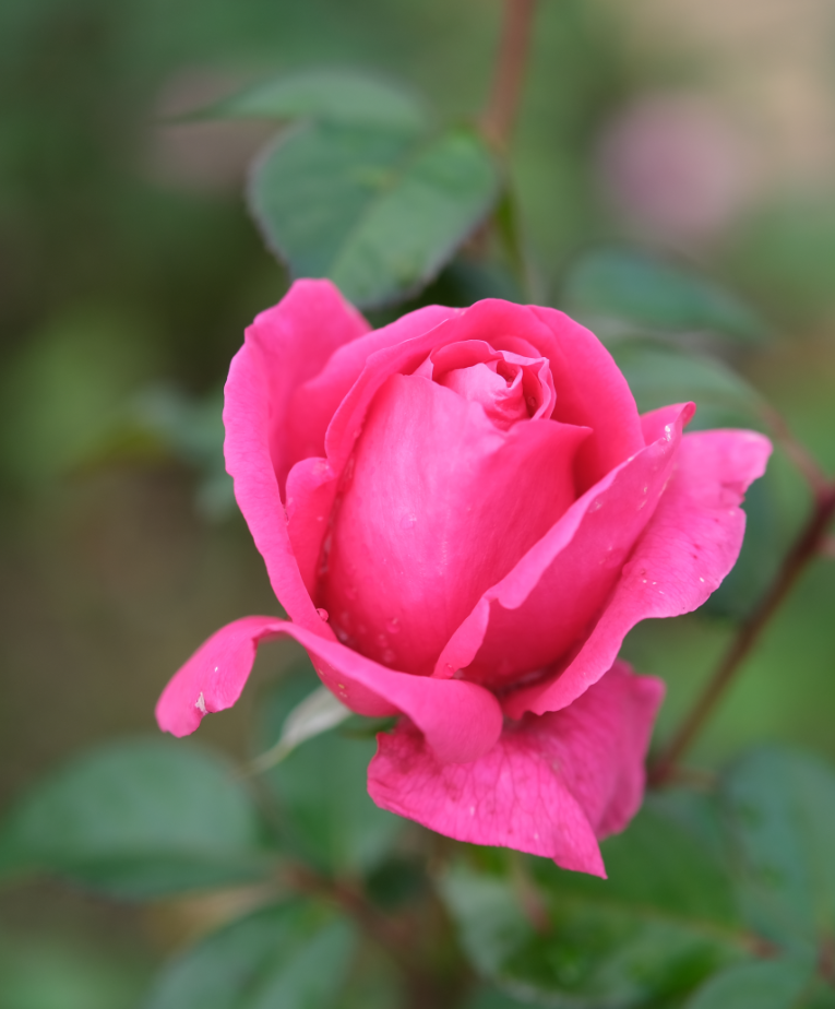 Rose du jardin, octobre 2020 - Photographie Catherine Régnier