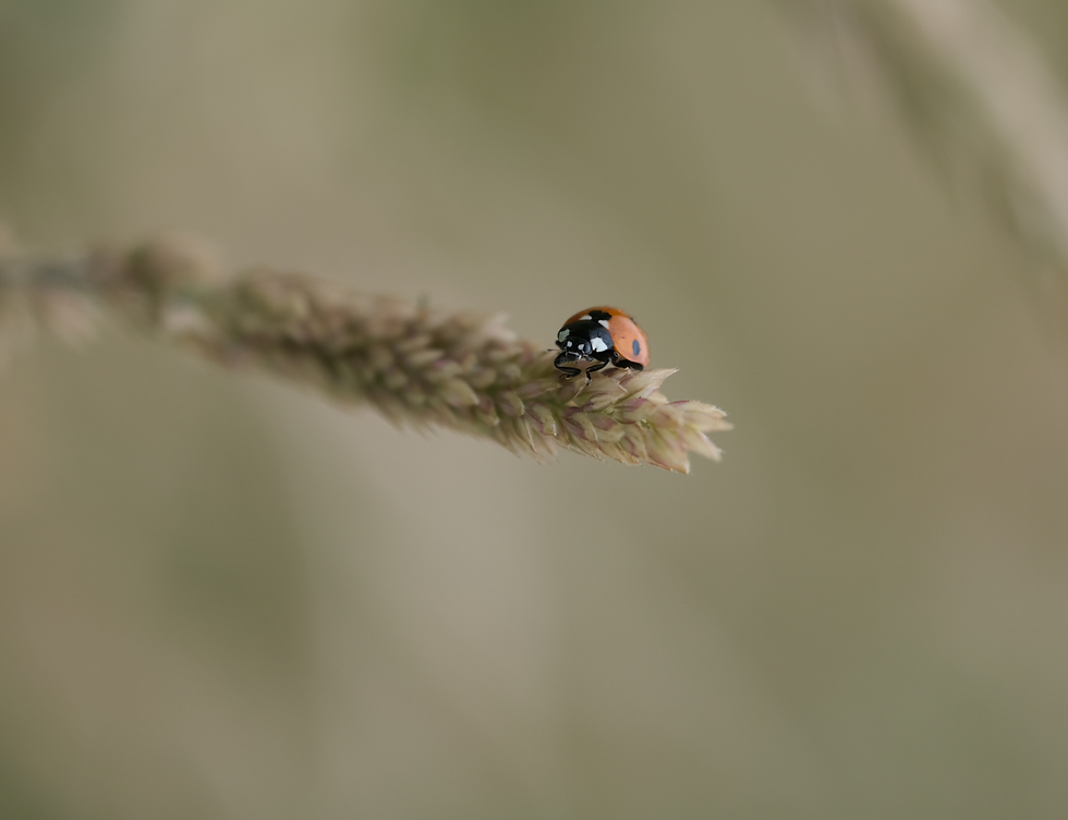 Ballet de syrphes, coccinelles & roses - Photographie Catherine Régnier le 19 juin 2021
