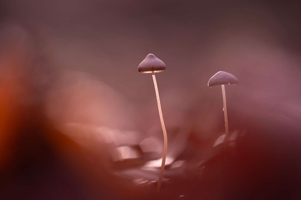 🍄 Chapeaux magiques 2023 - Épisode 14 - Photographies Catherine Régnier le 25 novembre 2023