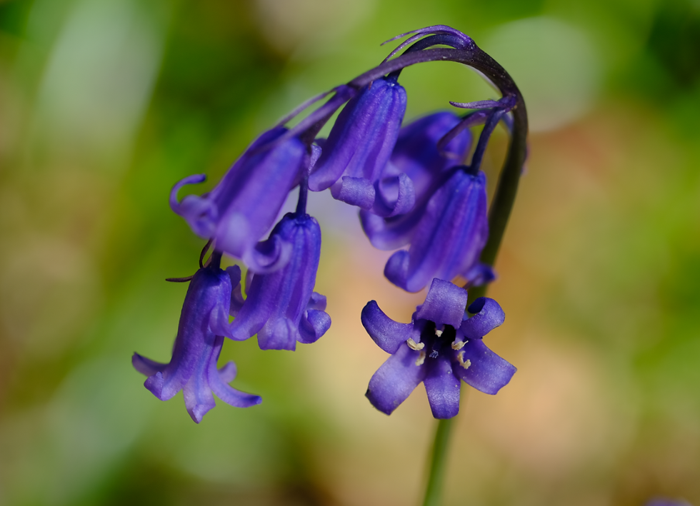 Du jardin à la forêt - Photographie Catherine Régnier le 25 avril 2021