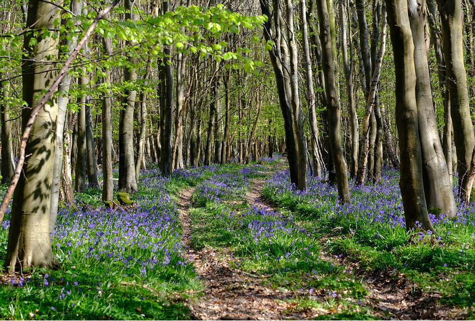 Du jardin à la forêt - Photographie Catherine Régnier le 25 avril 2021