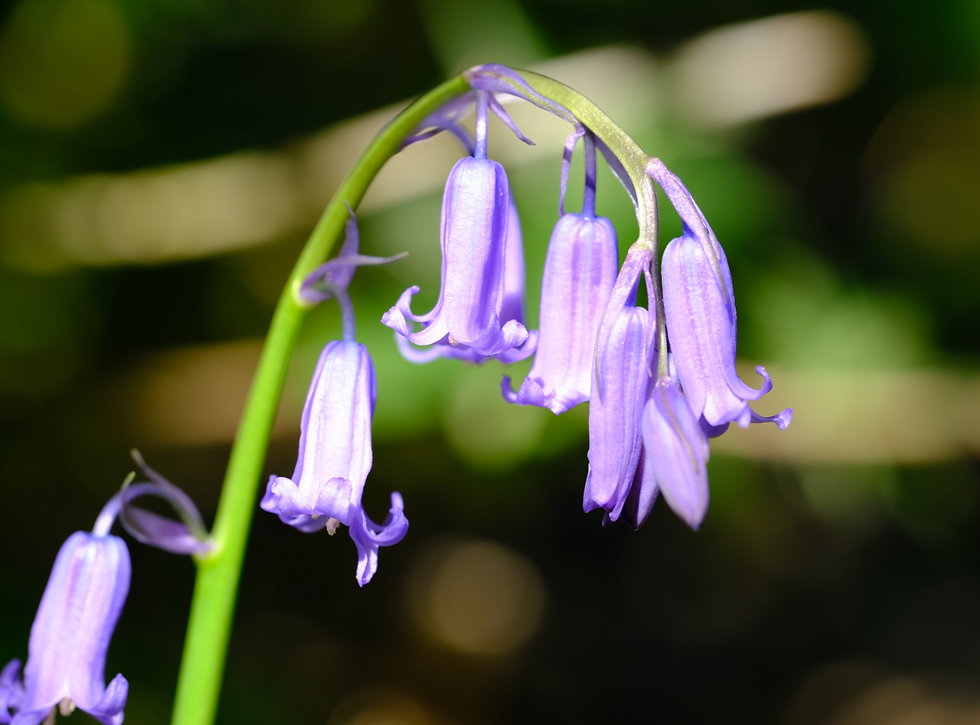 Du jardin à la forêt - Photographie Catherine Régnier le 25 avril 2021