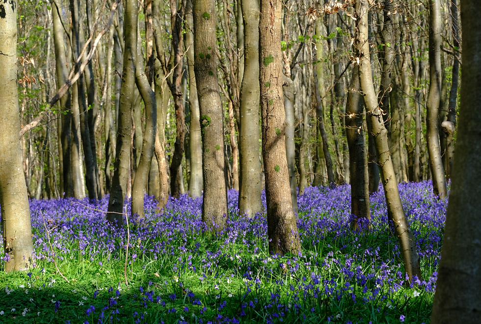 Du jardin à la forêt - Photographie Catherine Régnier le 25 avril 2021