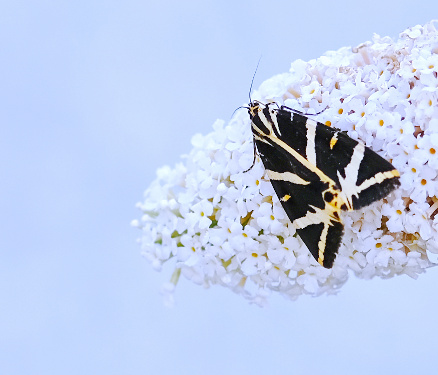 Un papillon en juillet - Photographie Catherine Régnier