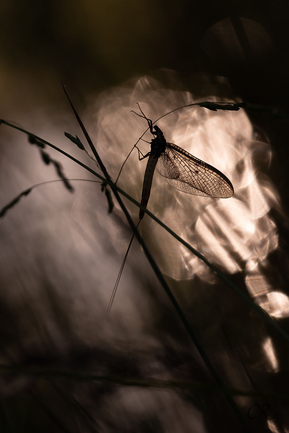 Le petit monde des étangs - Photographie Catherine Régnier, mai 2023
