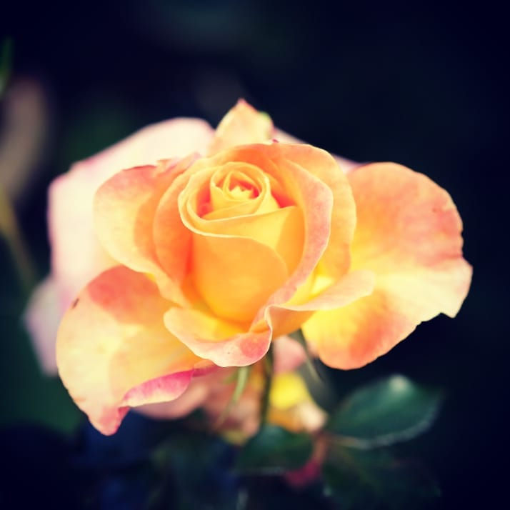 Rose délicate du jardin, automne 2020 - Photographie Catherine Régnier