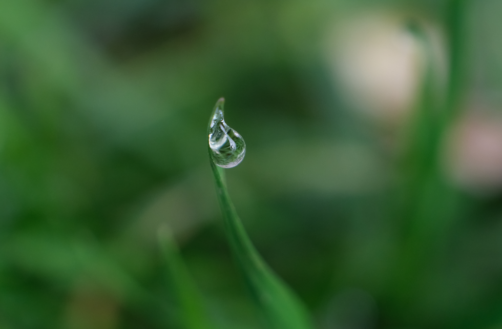 Premiers essais avec Fujinon XF80 f2.8 - Dans le jardin de la macro au jeux de soleil - Photographies Catherine Régnier, 10 novembre 2020