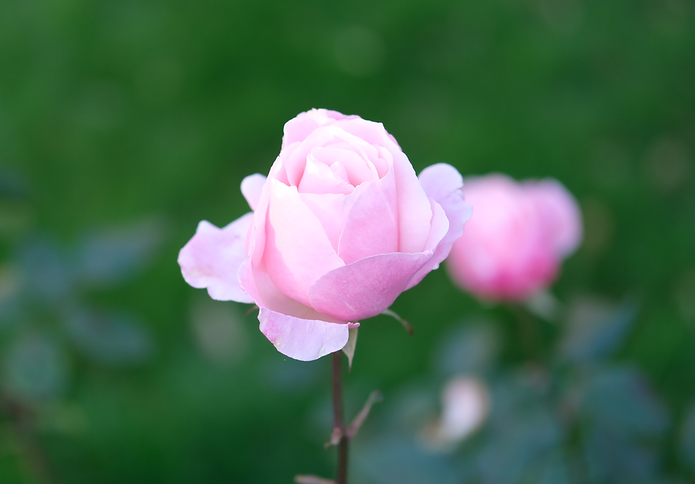 Rose de mon jardin, Photographie Catherine Régnier, 31 octobre 2020