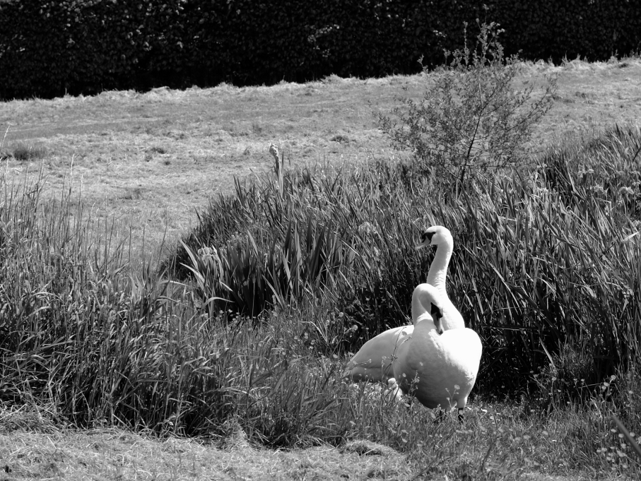 Du jardin à l'étang - Photographie Catherine Régnier le 30 mai 2021