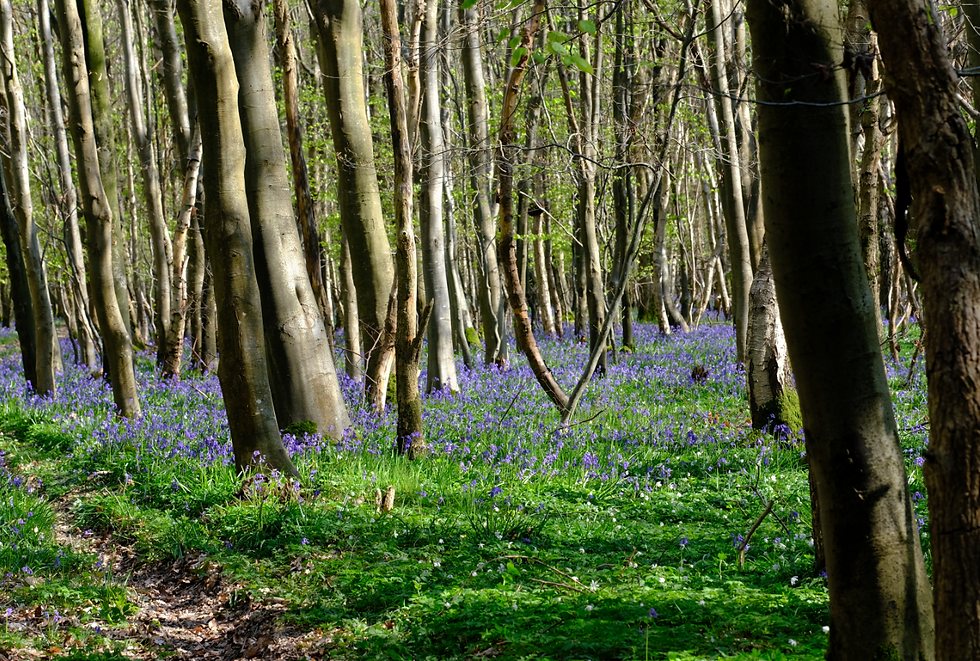 Du jardin à la forêt - Photographie Catherine Régnier le 25 avril 2021