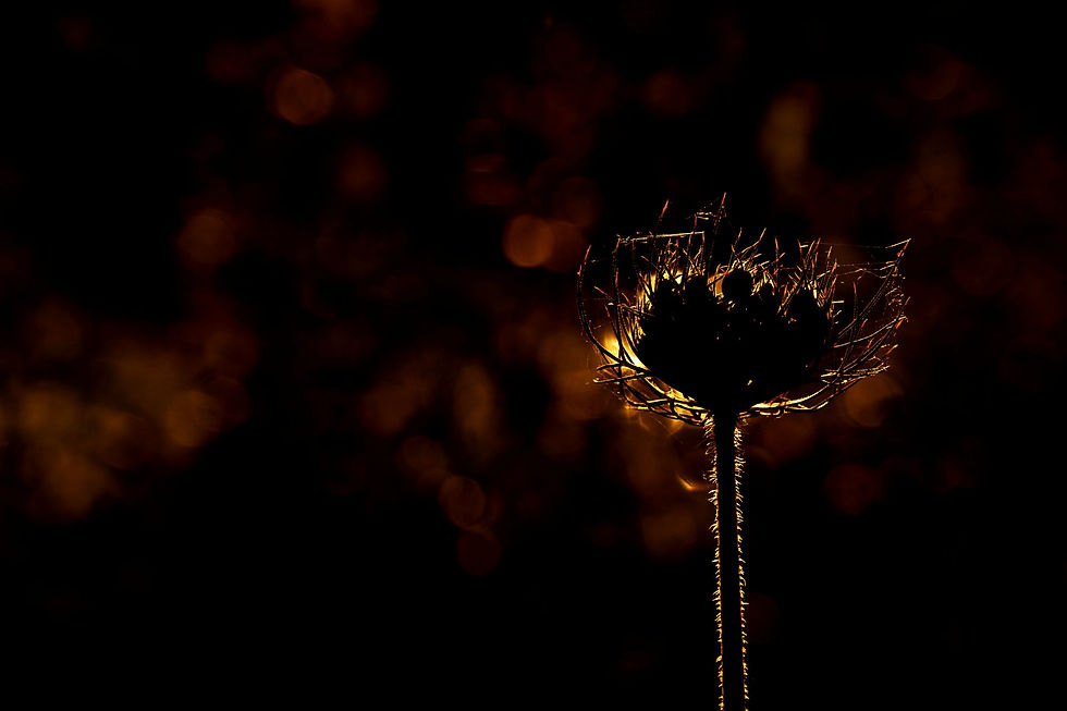 Magie d'un soir d'été - Photographie Catherine Régnier, juillet 2023