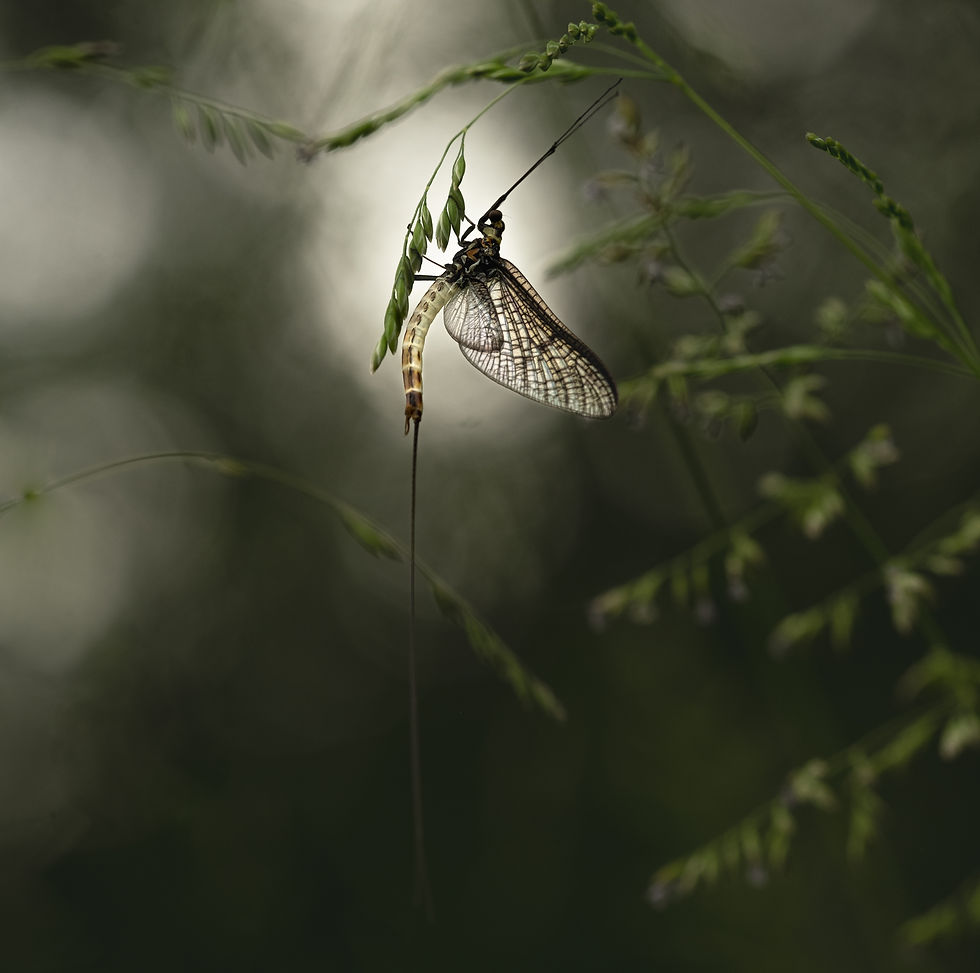 La magie c'est quand l'âme agit... - Photographie Catherine Régnier - mai 2022