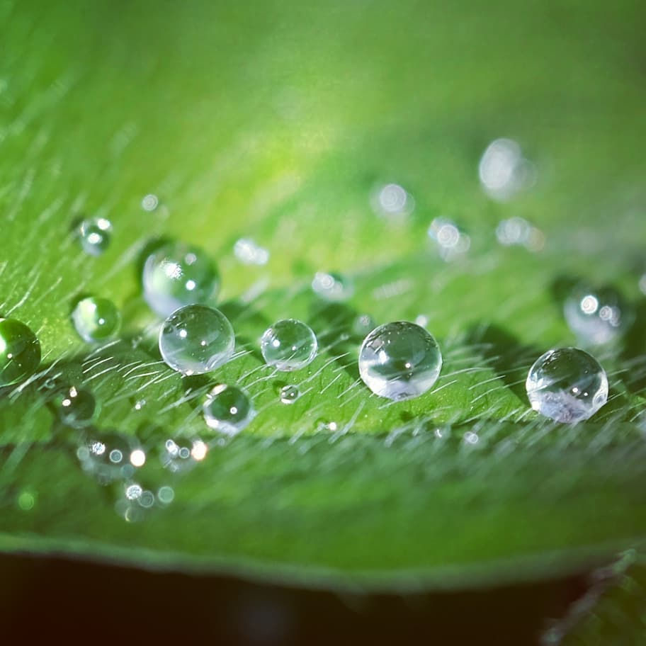 Gouttes d'eau sur feuilles de trèfle - Photographie Catherine Régnier, 15 novembre 2020