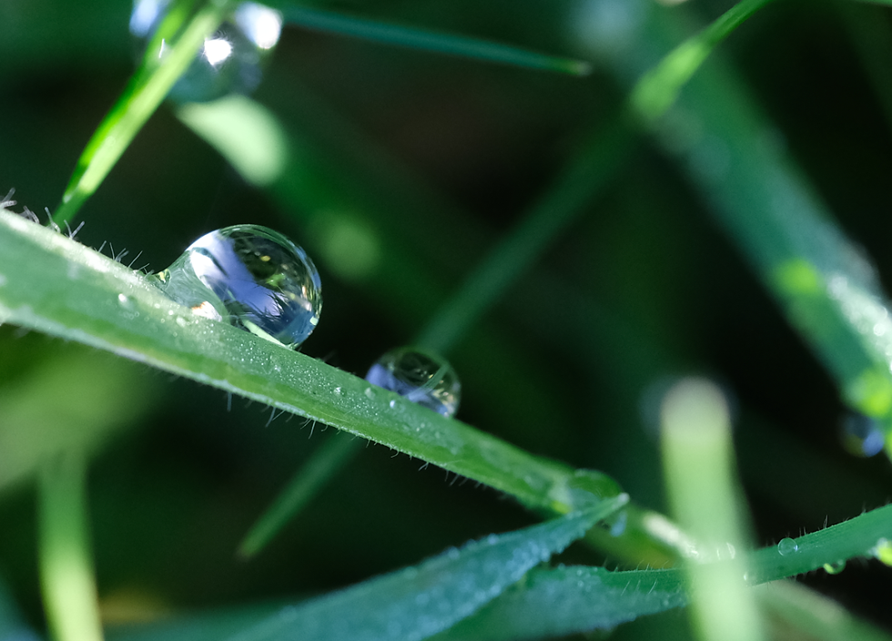Jeux de lumière & perles d'eau - Photographie Catherine Régnier le 14 décembre 2020