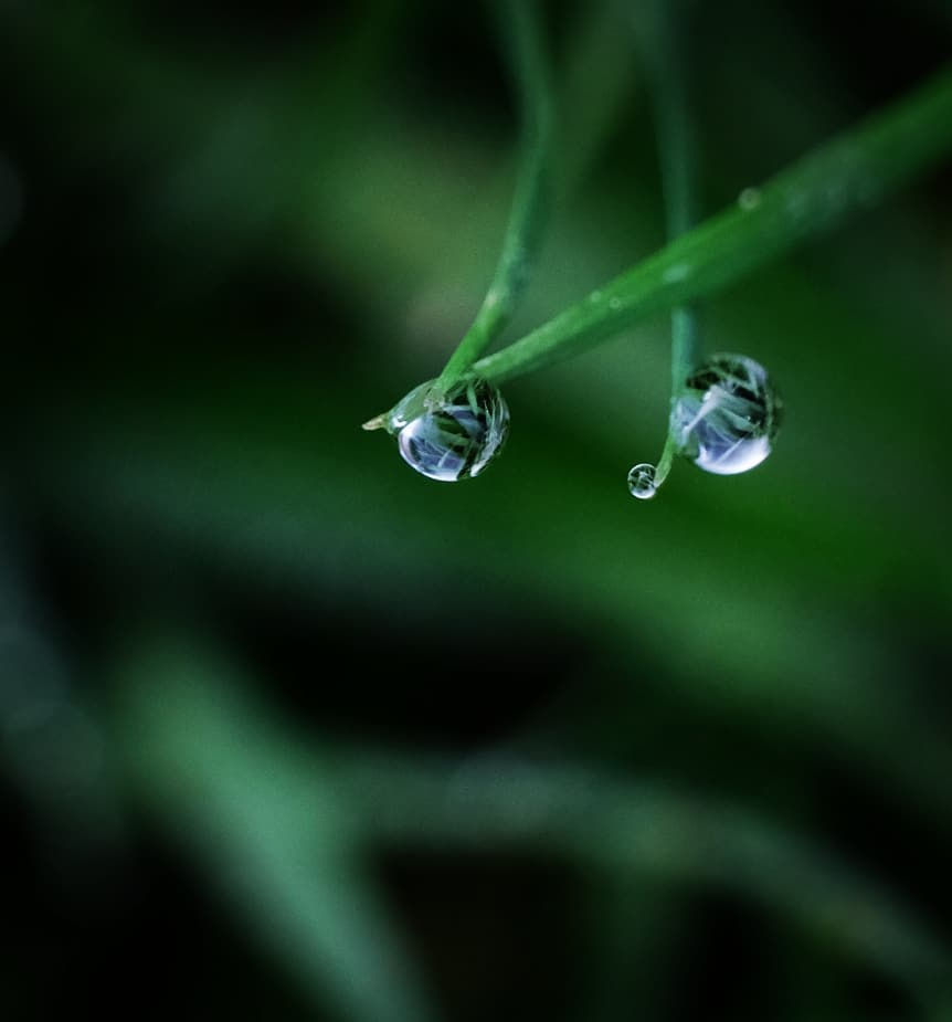 Des yeux qui nous observent ? Ou des perles d'eau ? Photographie Catherine Régnier, 8 novembre 2020