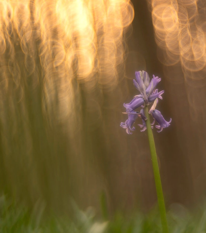 Fées en forêt- Photographies Catherine Régnier, mars 2024