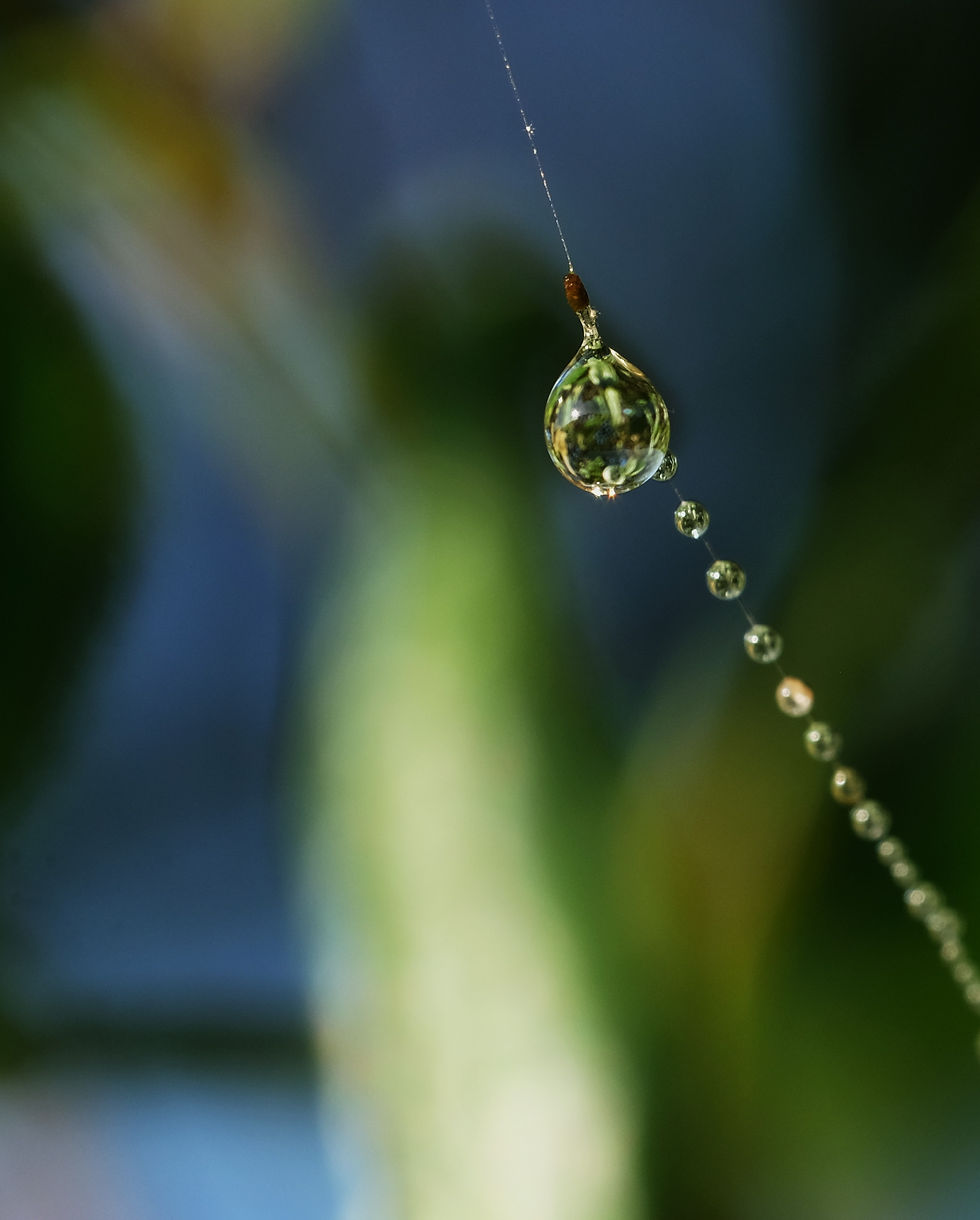 Perles de lumière - Photographie Catherine Régnier le 22 septembre 2021