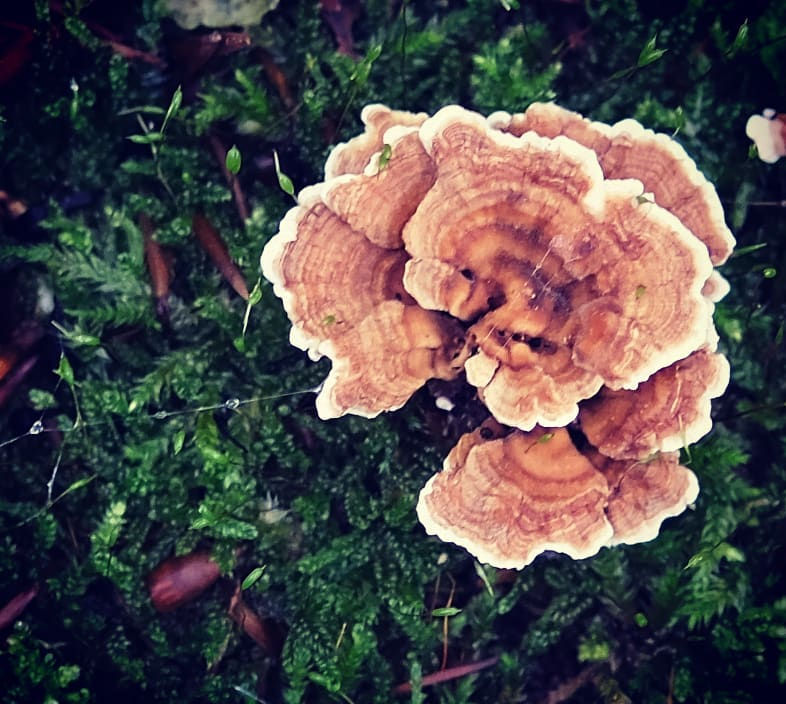 Champignons en octobre 2020 - Photographie issue de ma collection personnelle et à retrouver dans les posts de mon blog ou dans les collections de ma galerie photos du site Psycho & Photos – Catherine Régnier - 2020