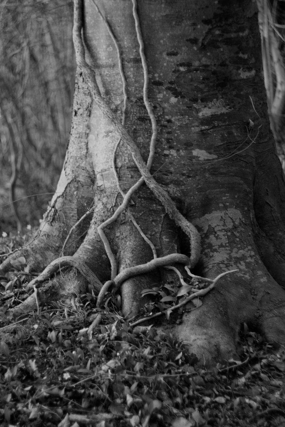 L'effet forêt - Photographie Catherine Régnier le 15 mars 2022