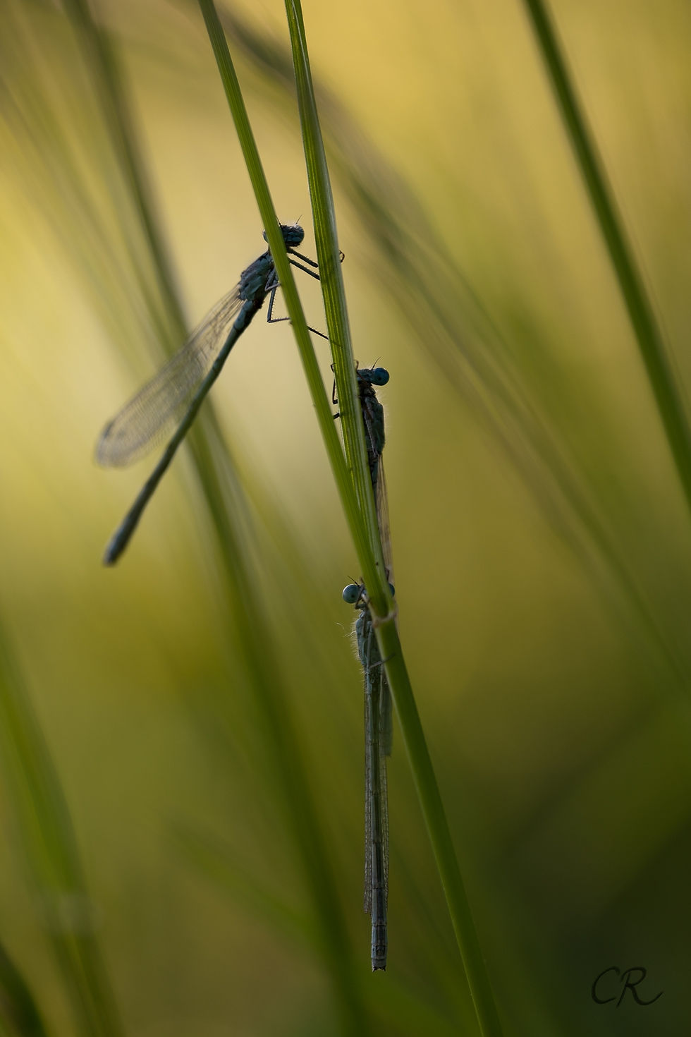 Le petit monde des étangs- Photographie Catherine Régnier, mai 2023