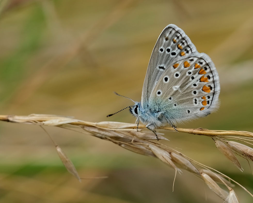 Habitants des étangs - Photographie Catherine Régnier le 16 juillet 2021