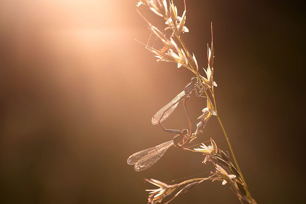 Un soir d'été aux étangs - Photographies Catherine Régnier le 22 août 2023