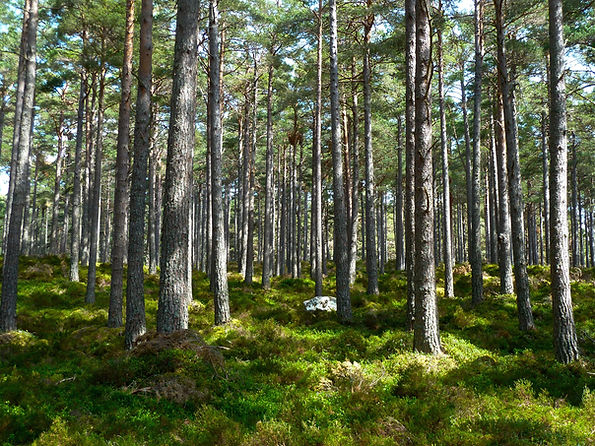 forest-272595_edited.jpg