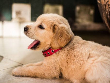 Dermatite canina no calor – saiba o que é e como prevenir