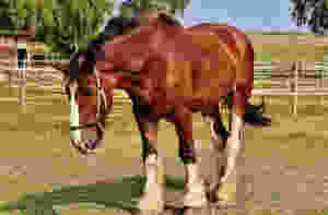 Mantenha a pelagem de cavalo sempre linda e limpa!