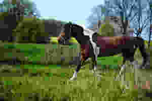 Mantenha a pelagem de cavalo sempre linda e limpa!