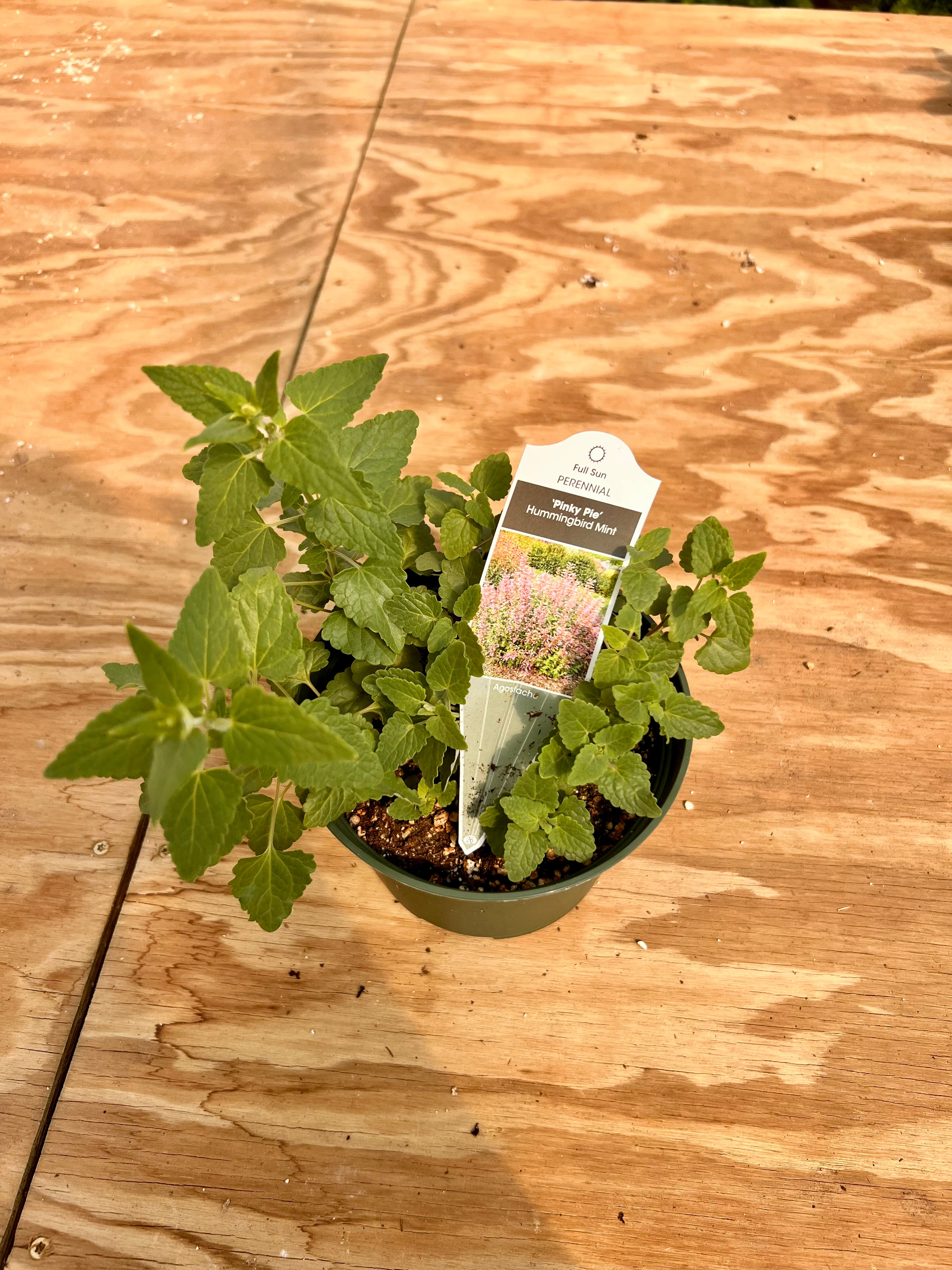 Potted Agastache - “Hummingbird Mint”