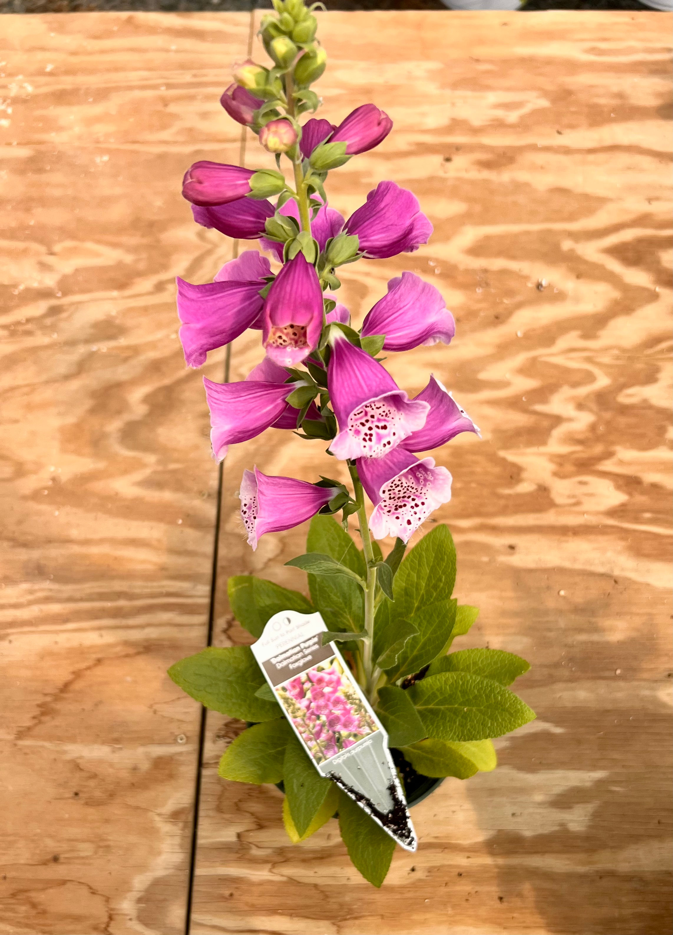 Potted Foxglove
