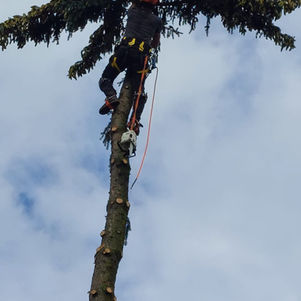 professionelle Holzschlägerung