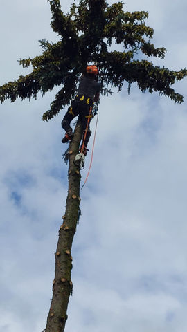 professionelle Holzschlägerung