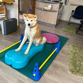 Physiotherapie Turnen Hund