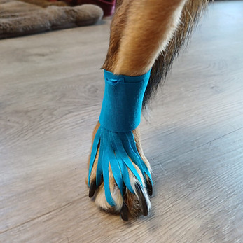 Kinesiologisches Taping Hund
