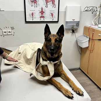 Bioresonanz Hund