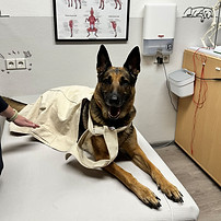Bioresonanz Hund