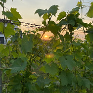 Dämmerschoppen