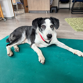 Hundetherapie