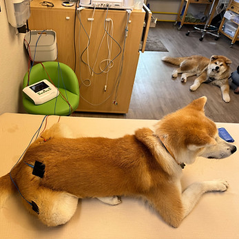 Elektrotherapie Hund