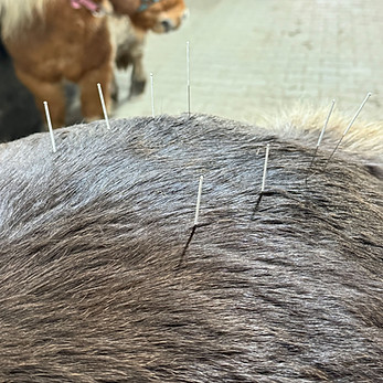 Akupunktur