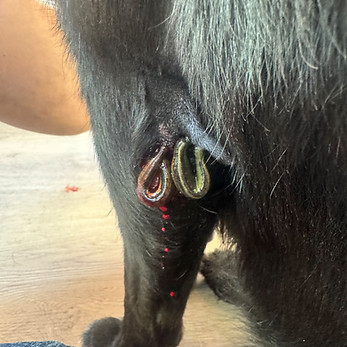 Blutegeltherapie Hund