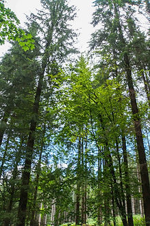 20190809-DSC07413.jpg