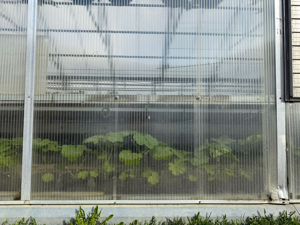 Greenhouse