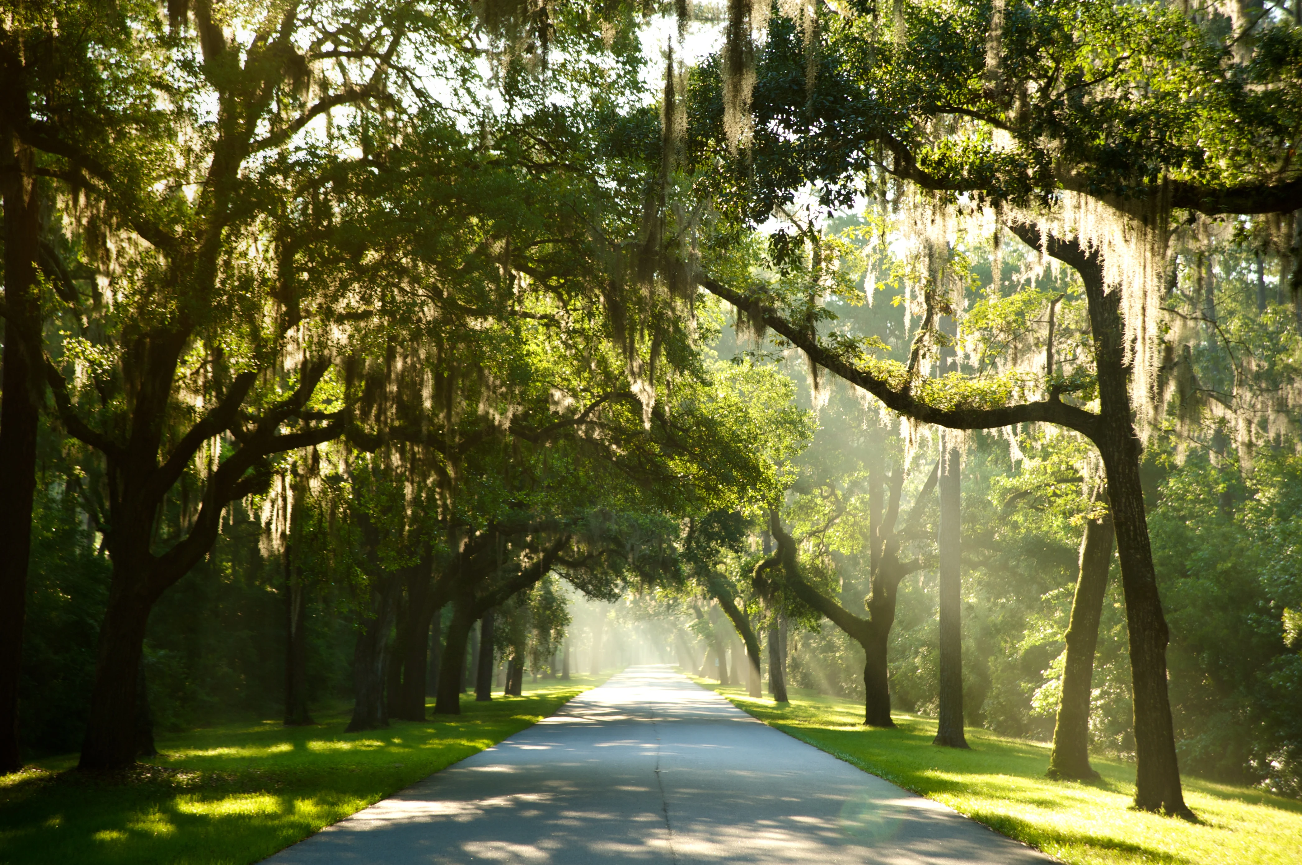 Palmetto-Bluff-trees.webp