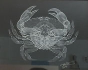 crab xray drawing.JPG