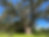 The Cellon Oak, Alachua County Florida 